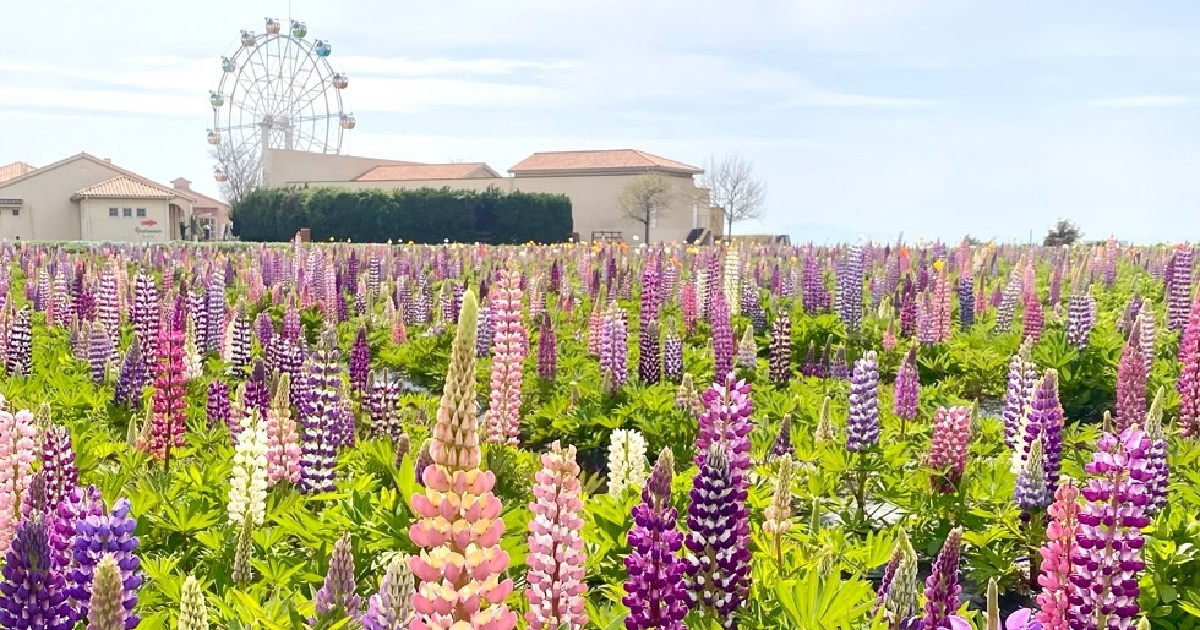 【神奈川・三浦半島 】入園無料の花畑へ日帰り旅行！ 『ソレイユの丘』で絶景とグルメを大満喫 | MORE