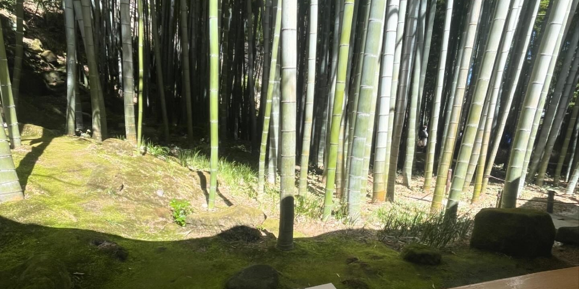 【鎌倉】竹林を眺めながらお抹茶と干菓子が楽しめる 