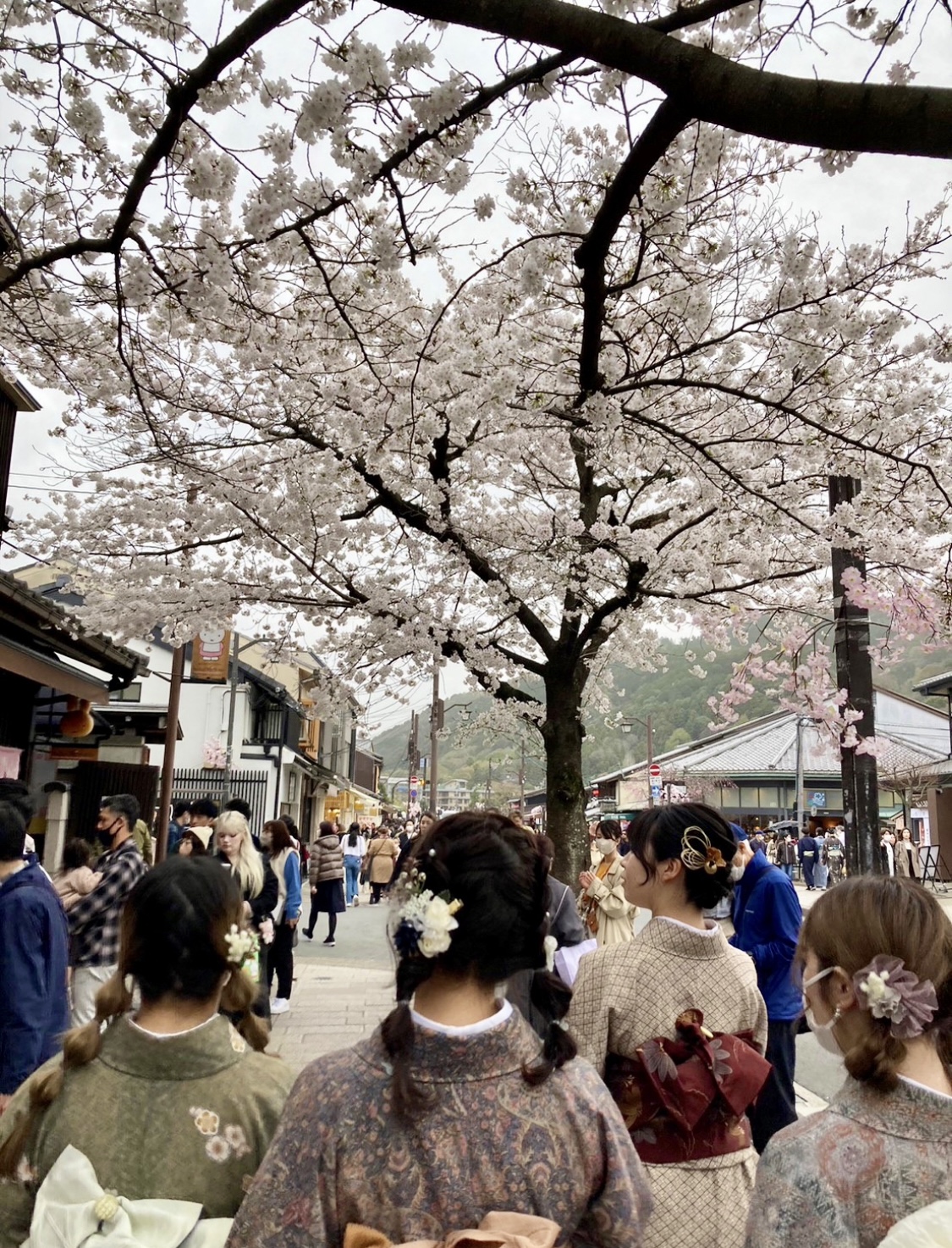 京都で春を体感♡ #私の町の桜スポットの画像_6