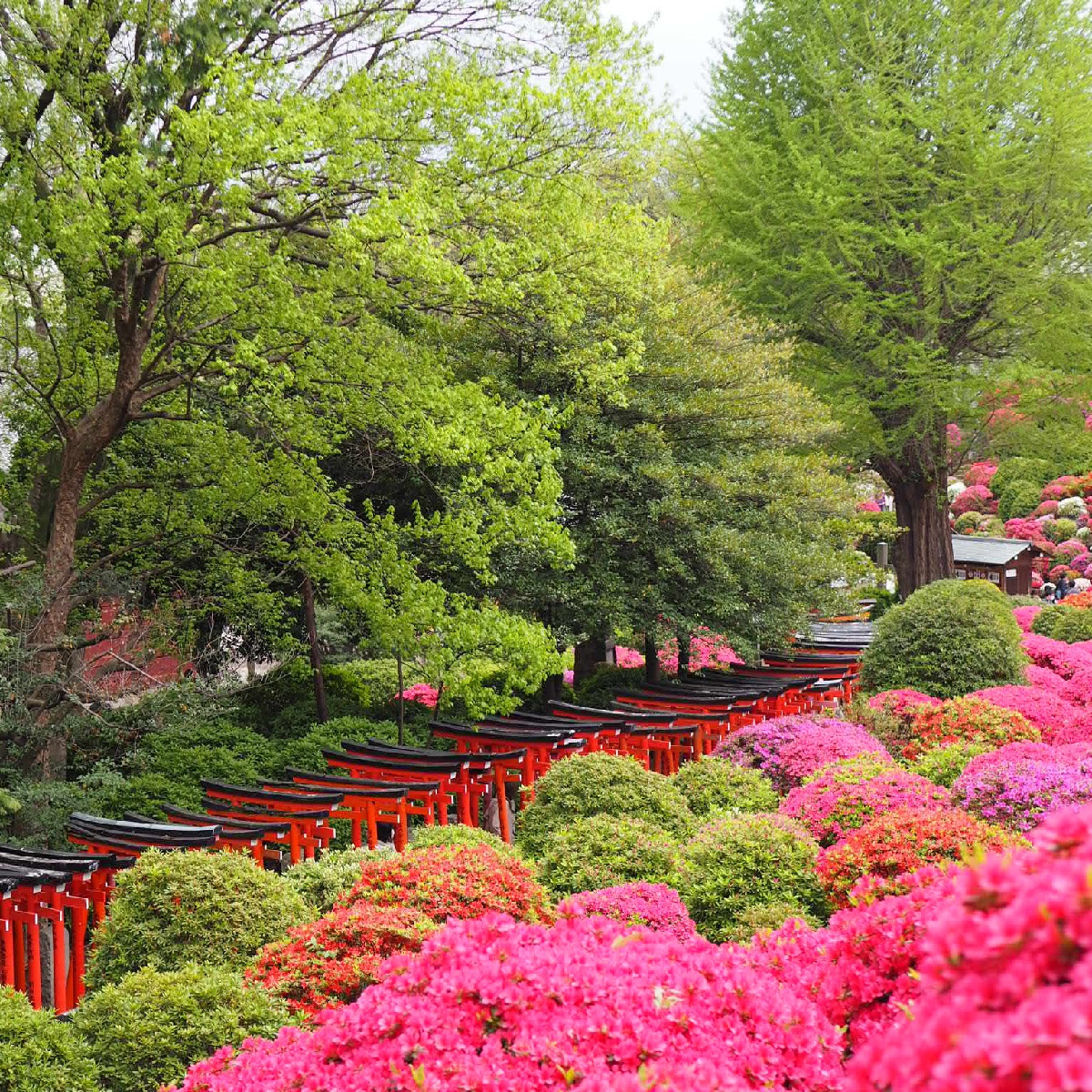 ピンク×緑×鳥居の絶景！今月のお出かけは【根津神社・つつじまつり】がオススメ♡