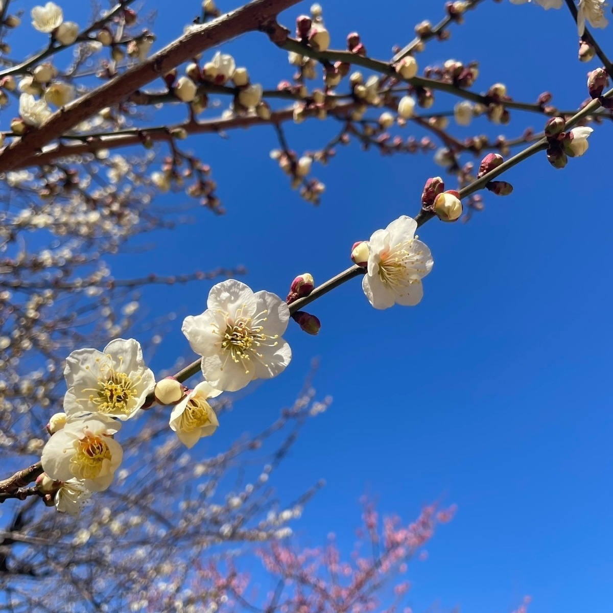 【東京】もうすぐお花見シーズン！『新宿御苑』のスタバで春を先取り