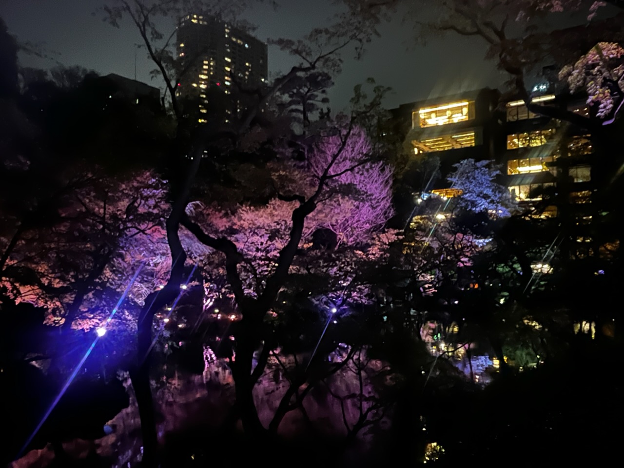 【八芳園ライトアップ】水面に移る夜桜にうの画像_3