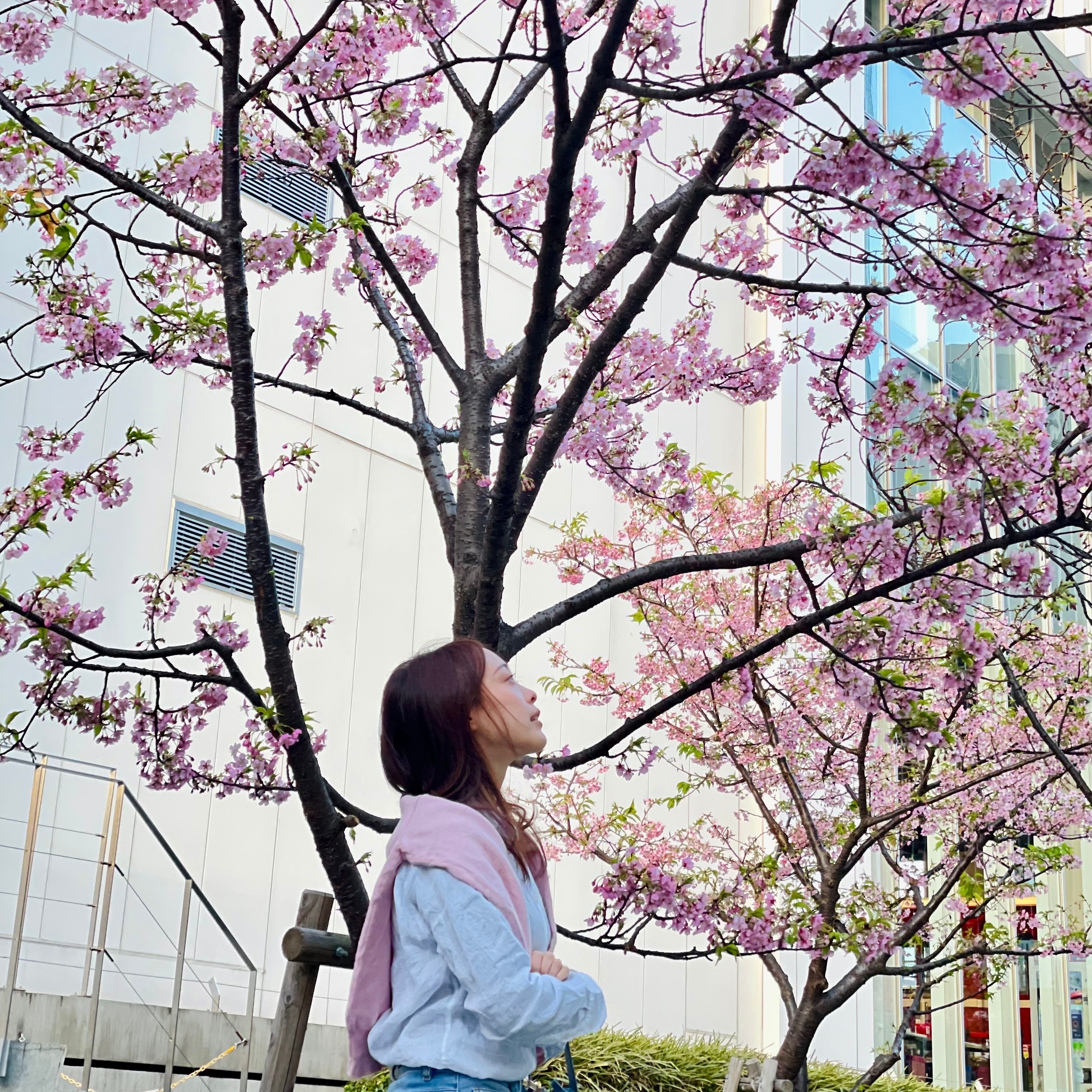 【横浜・みなとみらい｜こでかけ プチスポット🌸】横浜駅近くで河津桜を発見!?ひと足早く春の訪れを感じてみた💐