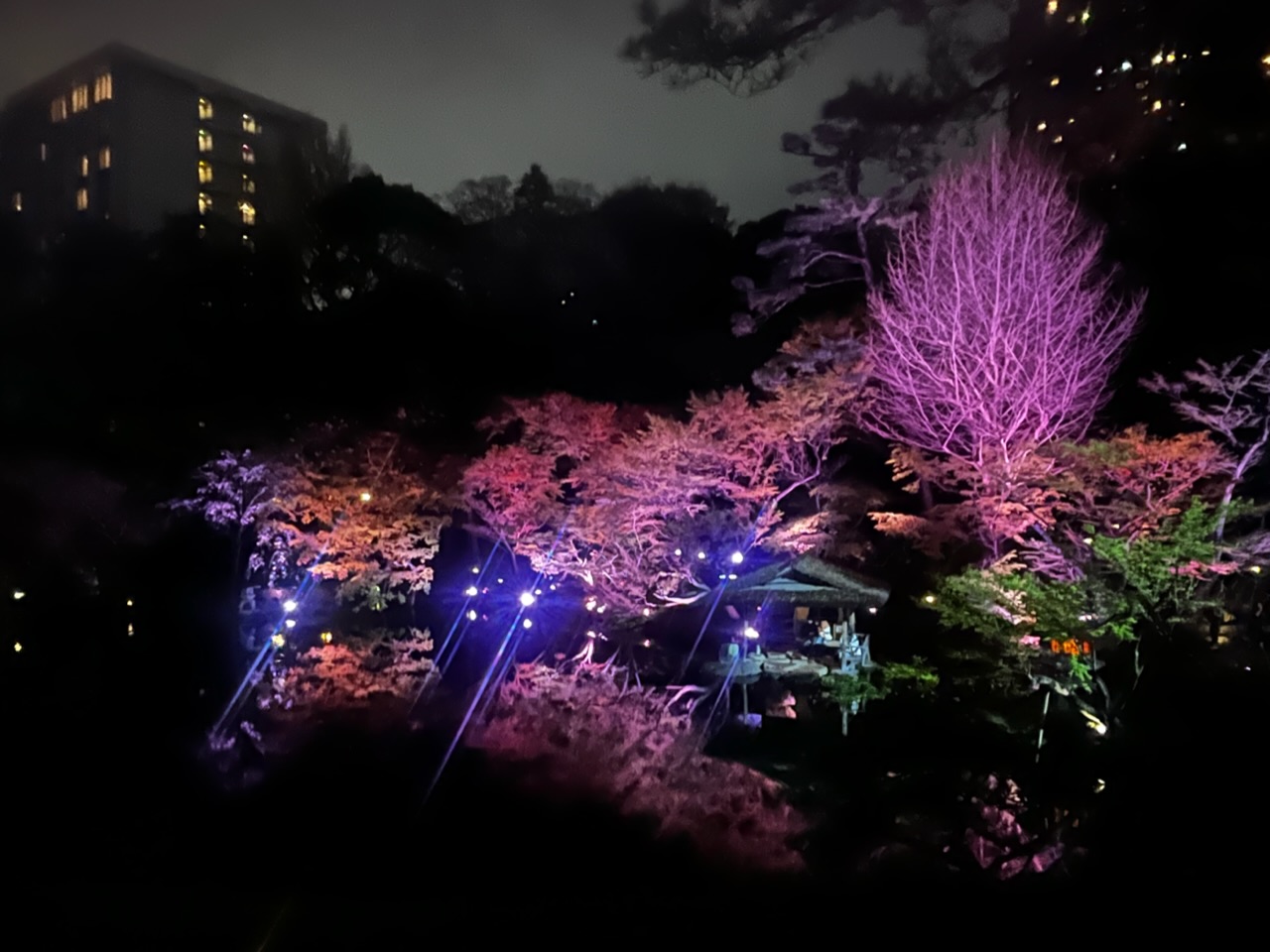 【八芳園ライトアップ】水面に移る夜桜にうの画像_1