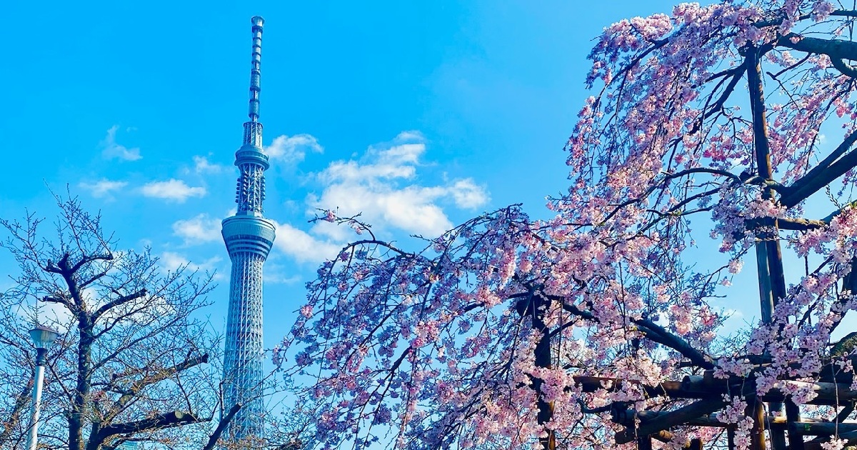 【お花見絶景スポット】《桜×東京スカイツリー》の最強コラボ 桜の名所『隅田公園』は絶対行って！＃私の町の桜スポット | MORE