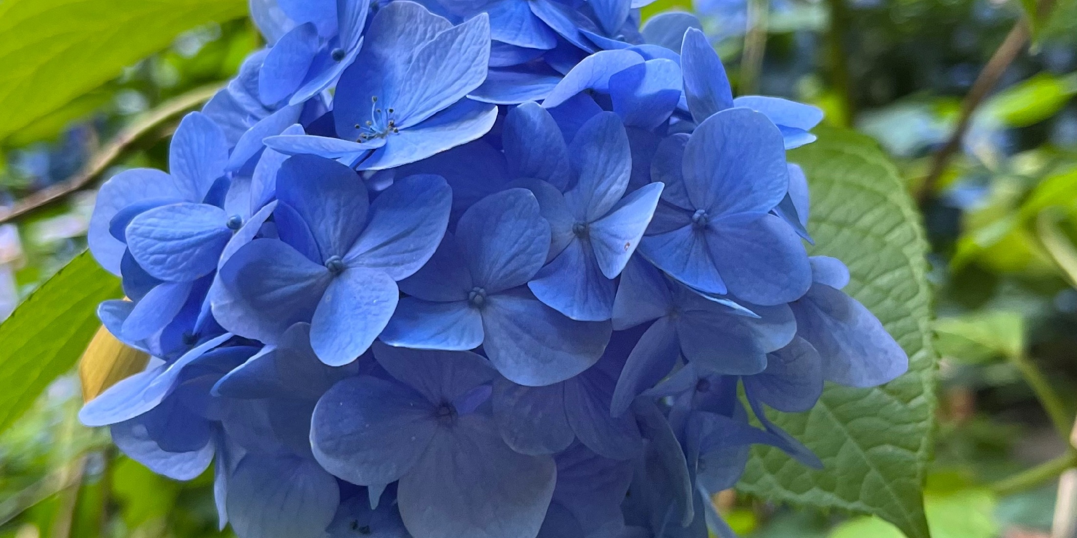 【鎌倉】梅雨の風物詩！紫陽花を見に明月院へ 