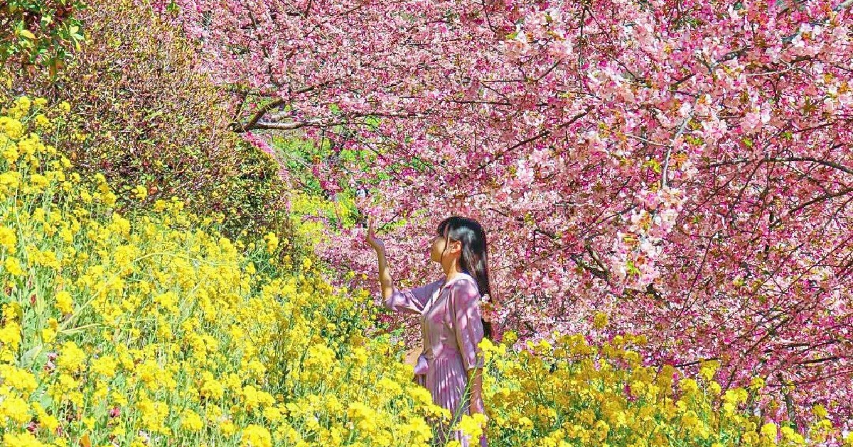 菜の花 松任CCZの菜の花畑は一面の黄色の絨毯、目だけでなく香りも