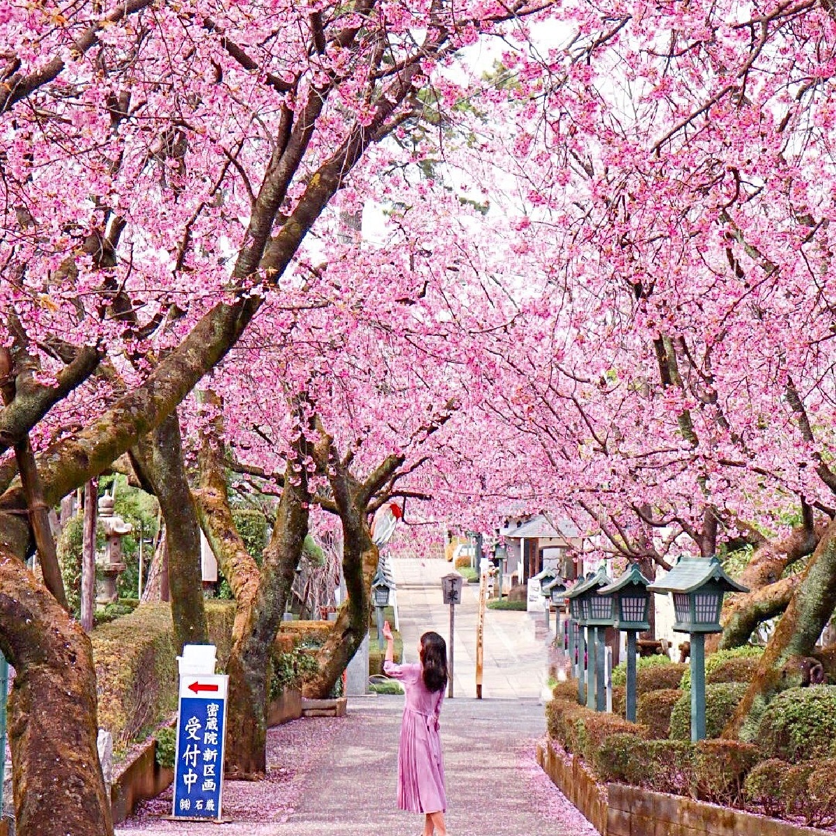 【埼玉】穴場桜スポットでお花見を楽しもう〜密蔵院〜