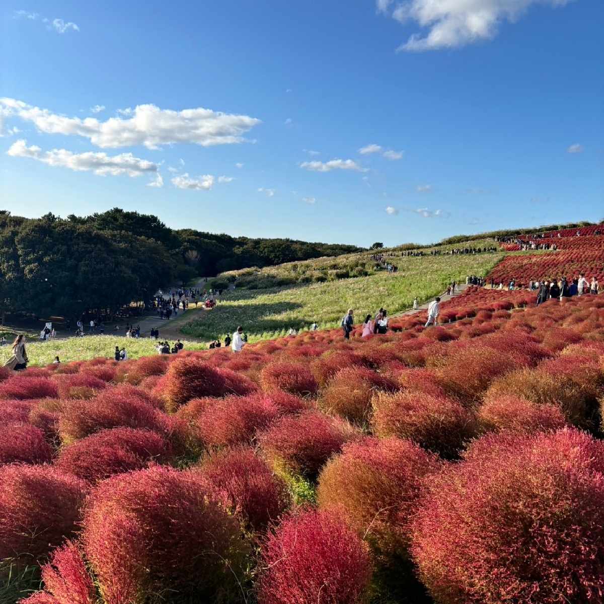 秋の茨城おすすめスポット！国営ひたち海浜公園のコキアの見頃は10月!