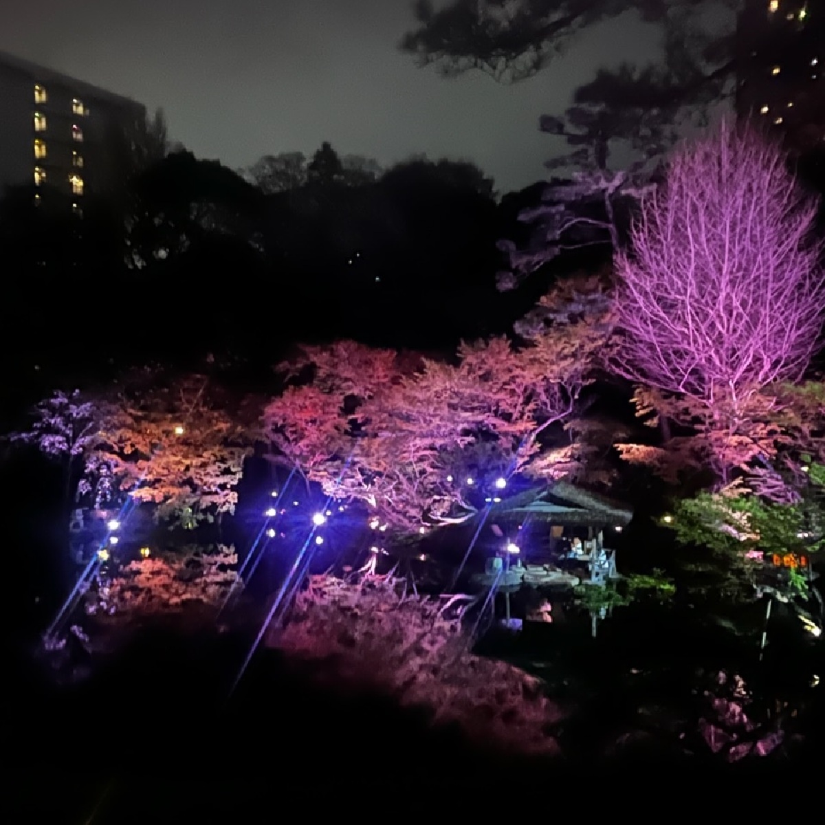 【八芳園ライトアップ】水面に移る夜桜にうっとり♡　#私の街の桜スポット
