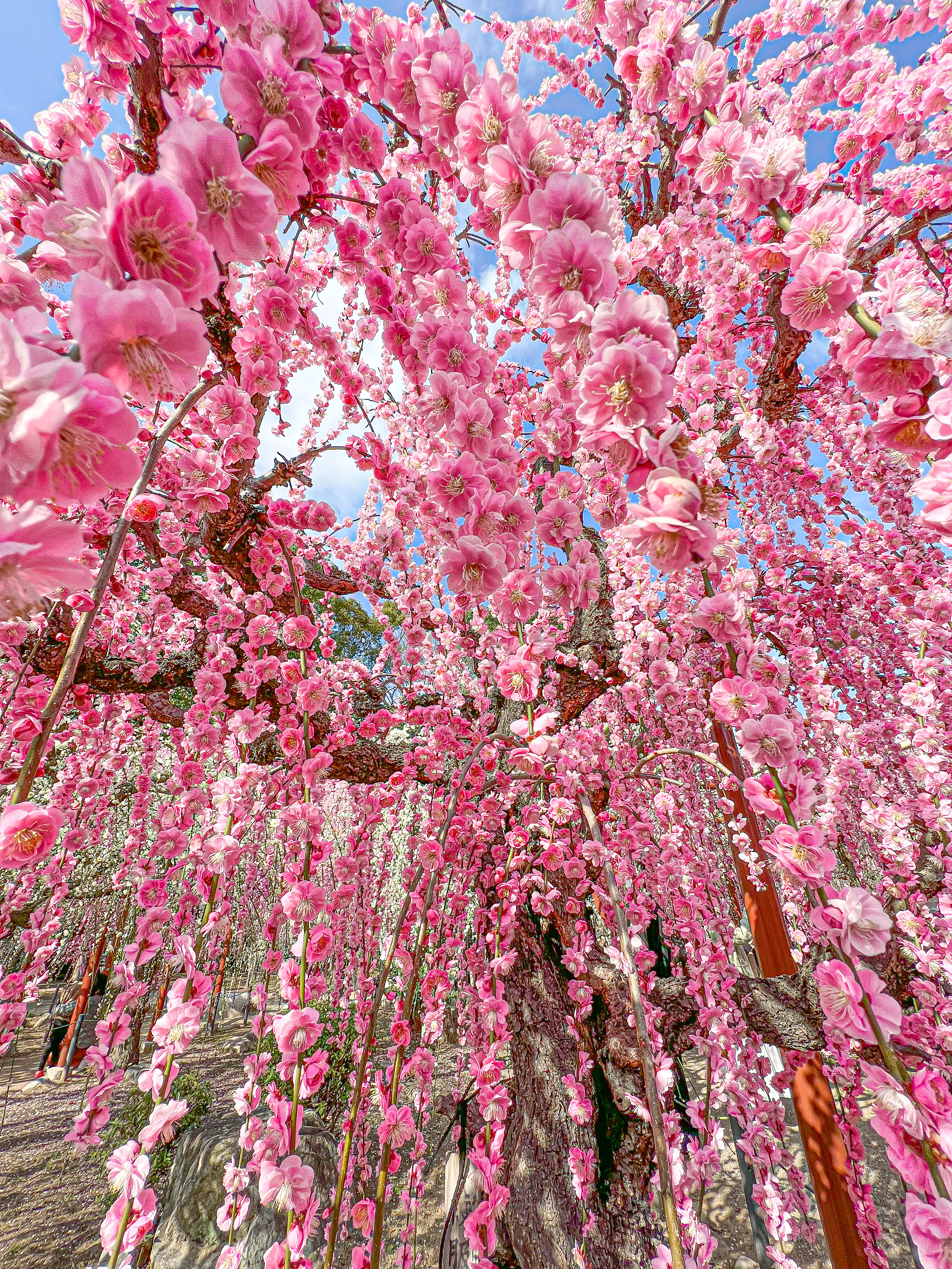 【お花見スポット】三重で楽しむ梅巡りドラの画像_2