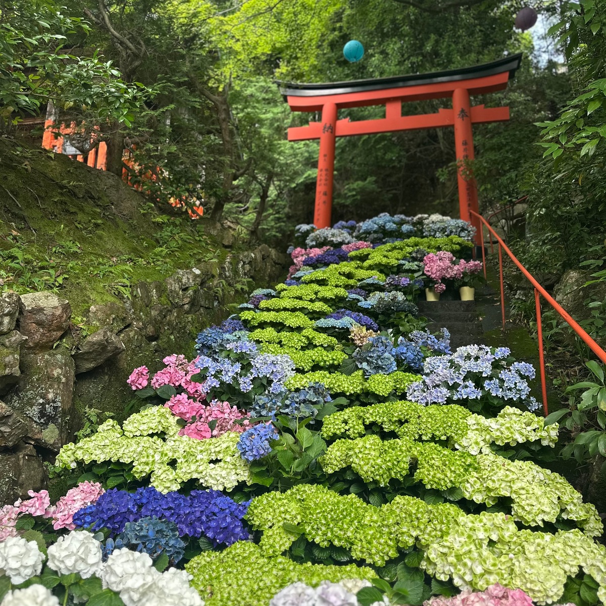 【京都のあじさいスポット】第3弾！ここが大優勝！絶対訪れたい！京都府長岡京市の柳谷観音楊谷寺❤︎