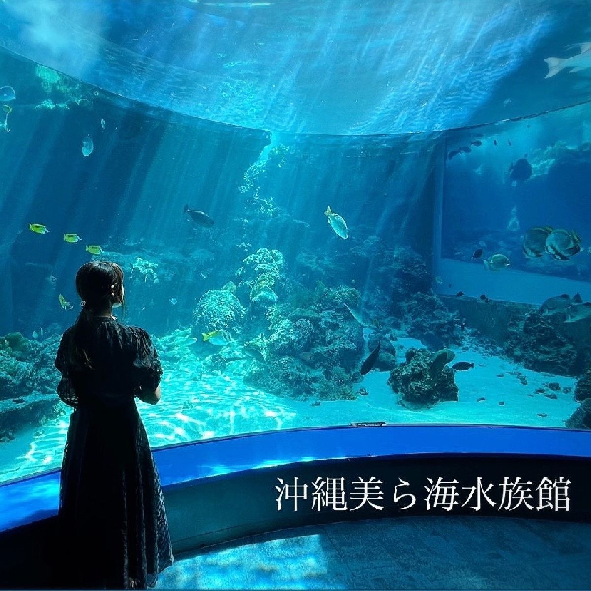 【沖縄】完全ガイド！沖縄美ら海水族館の魅力や見どころを徹底解説！