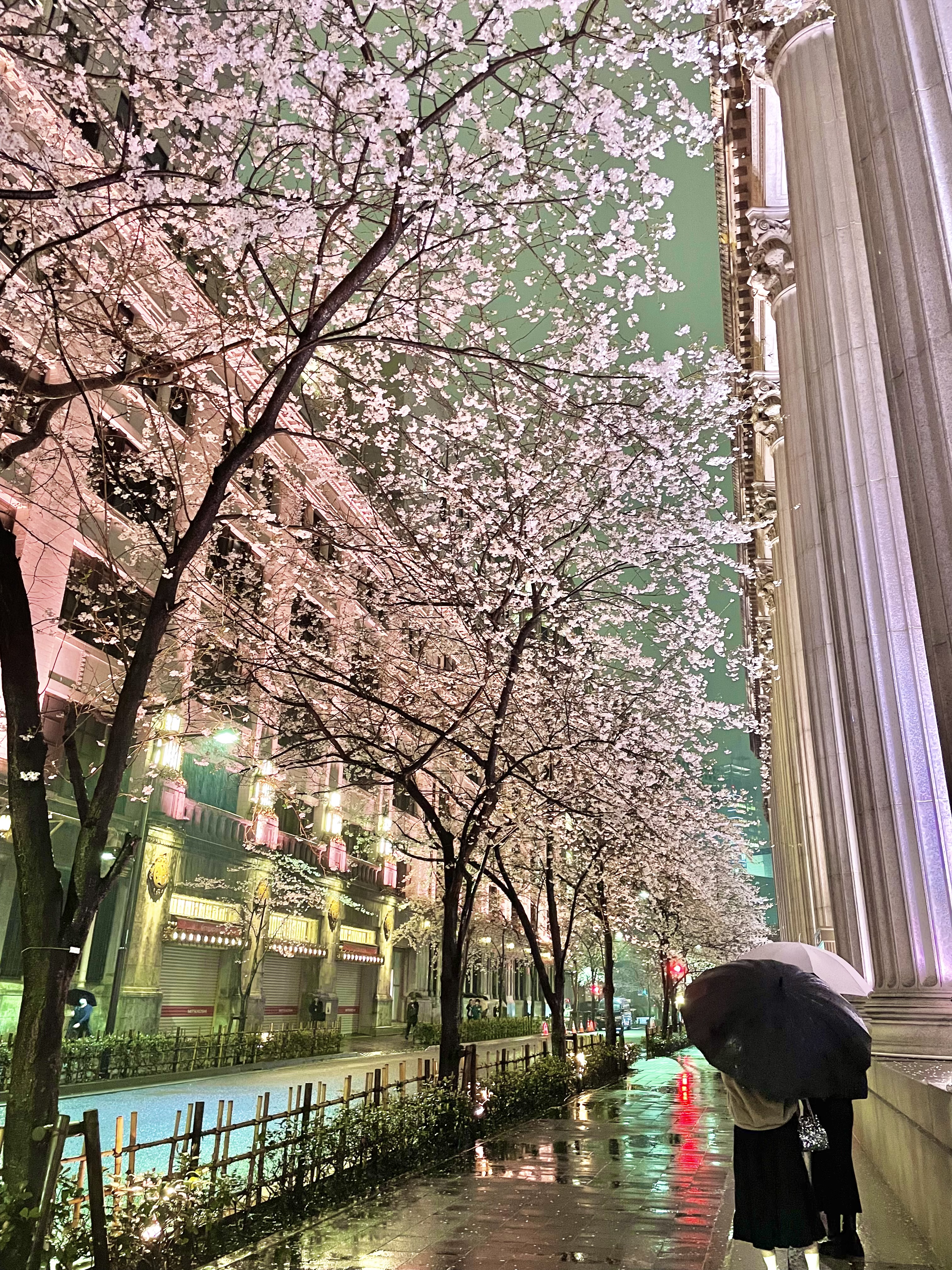 雨でも幻想的な桜を眺められるお花見穴場スポット「江戸桜通り」
