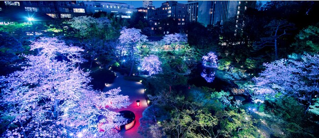 東京・八芳園の桜ライトアップイベント