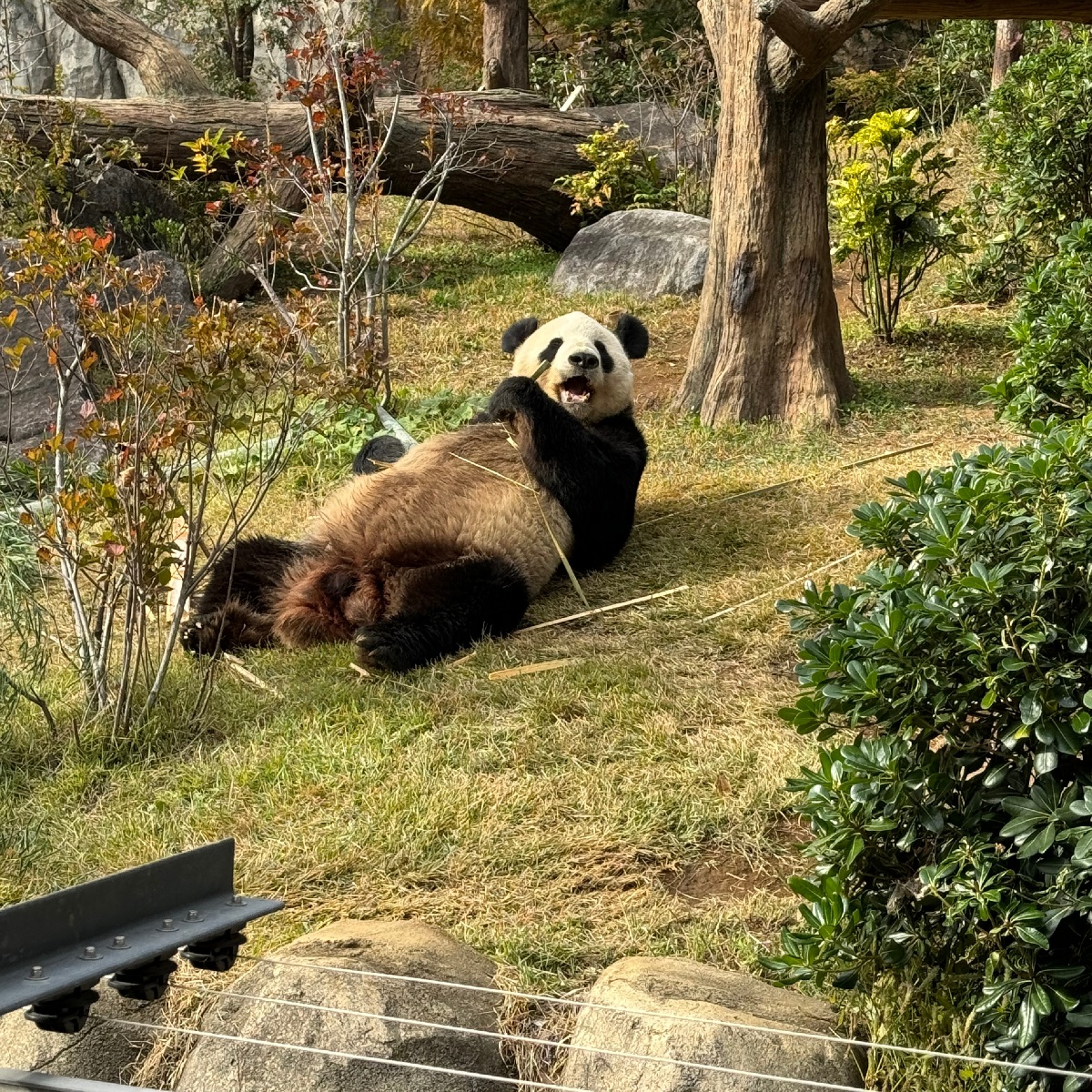 【上野】全国でパンダに会えるのは2ヶ所だけ！上野動物園でパンダに癒される