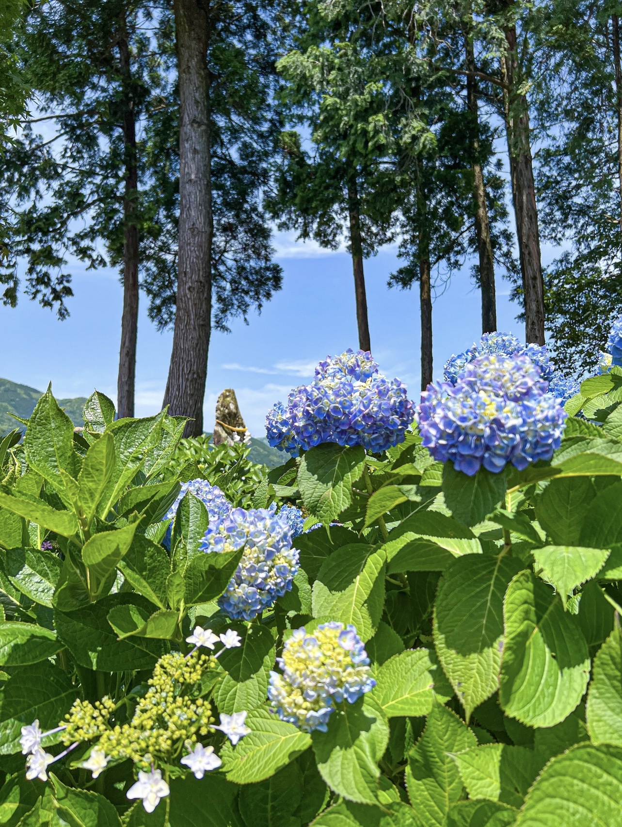 【鹿児島観光】あじさいが咲く秘密の花園はの画像_3