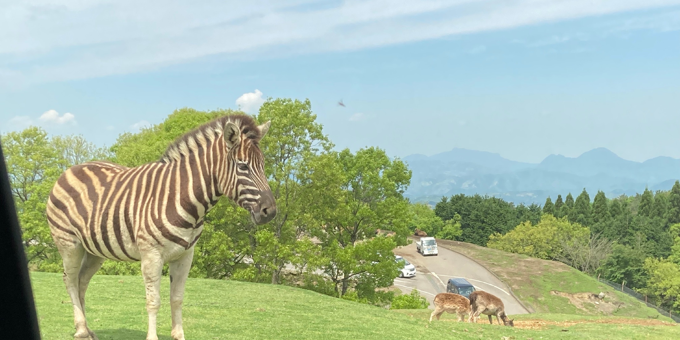【大分】動物たちに急接近！アフリカンサファリ！