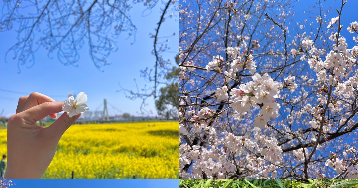 立体絵画の「権現堂公園の桜と菜の花」 権現堂公園の桜と菜の花 絵画