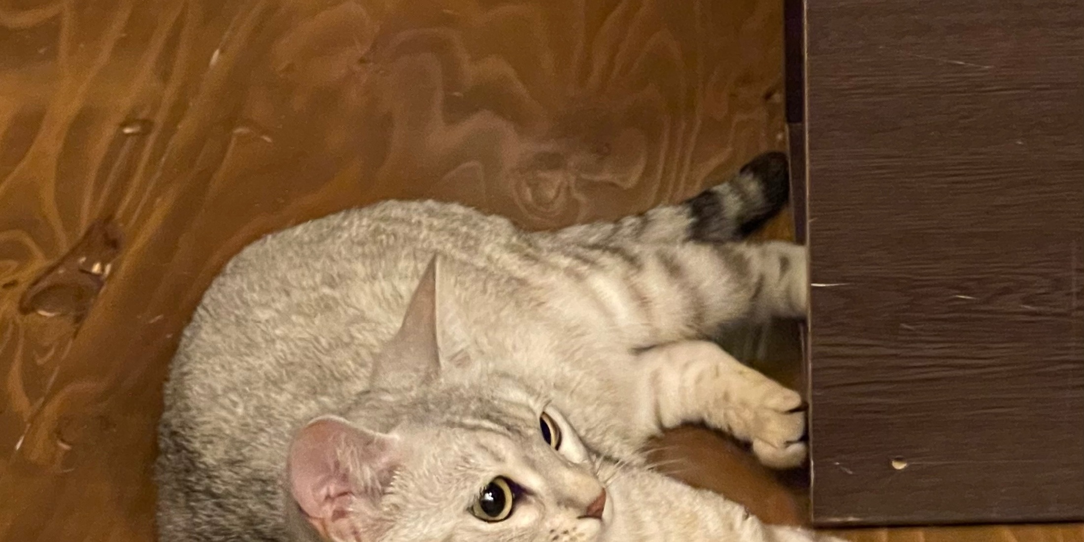 保護猫活動