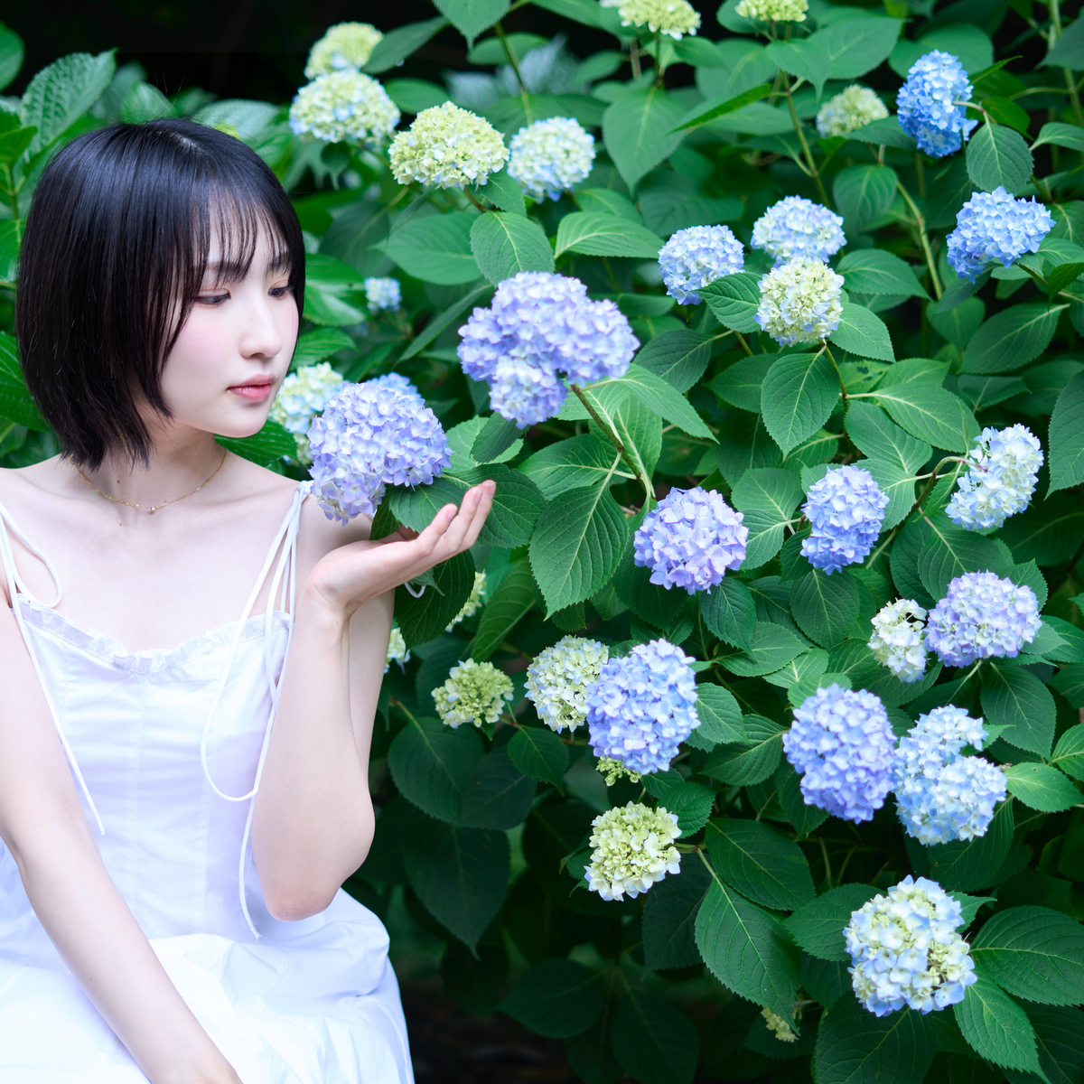 【あじさいスポット】綺麗なあじさいが見れる入場無料おすすめスポット紹介！
