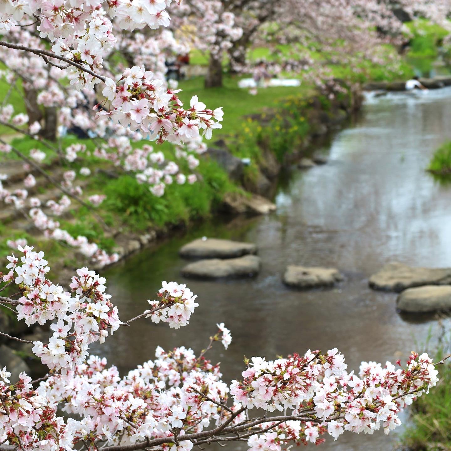秋津川河川公園の桜