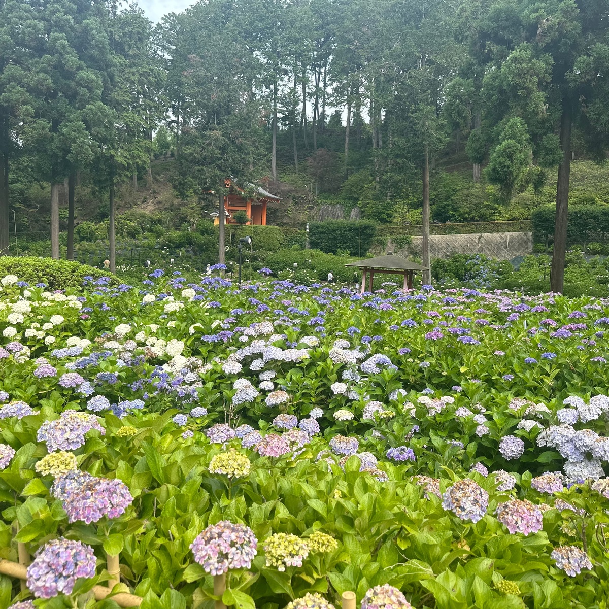 【京都のあじさいスポット】第2弾！まだ間に合う！京都府宇治市の三室戸寺❤︎
