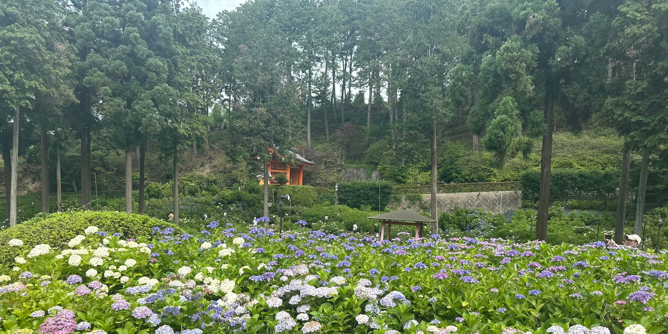 【京都のあじさいスポット】第2弾！あじさい寺で有名な花寺をご紹介❤︎