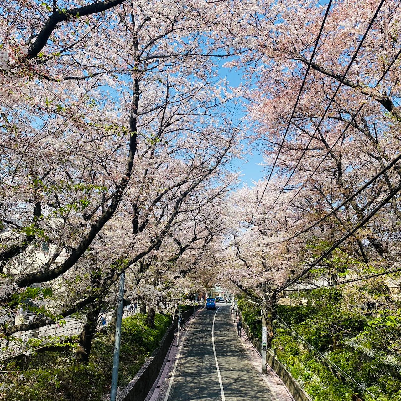 【お花見絶景スポット】あの名曲「桜坂」への画像_4