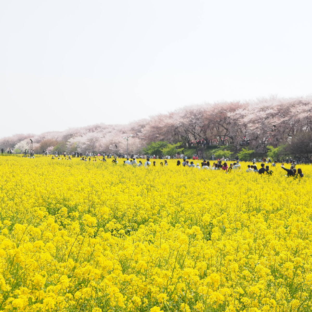 「桜×菜の花」が一度に楽しめる春の絶景スポット♡ #私の町の桜スポット