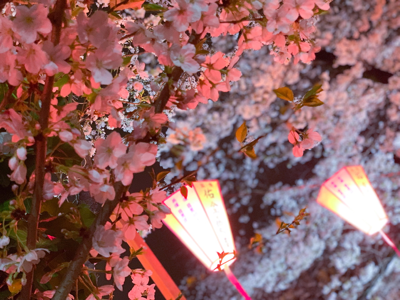 2023年の中目黒の桜は17時〜20時でライトアップされています！ 桜の木の下にある灯りがライトアップされて、川の水面に反射するのがとても綺麗でした！