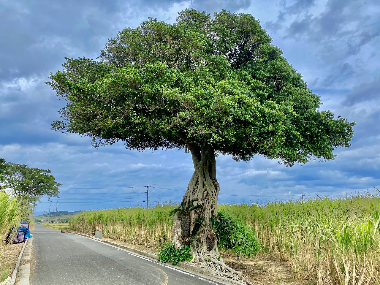 喜界島「魔女の木」