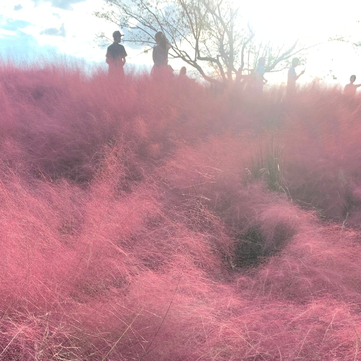 【大阪】一度にたくさんのお花が楽しめる！万博記念公園のコスモス・コキアフェスタ