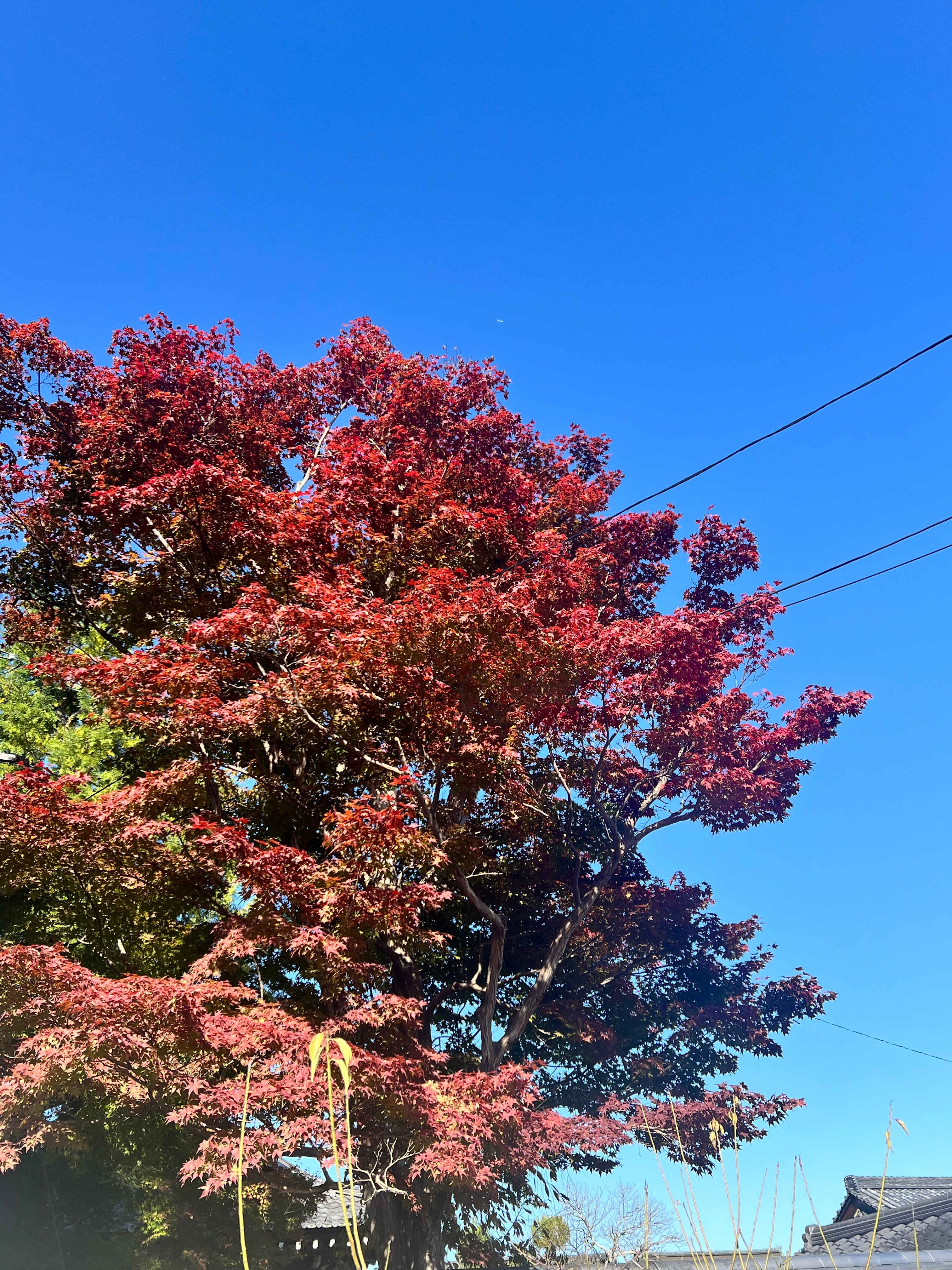 クリックでトリミング 京都の紅葉