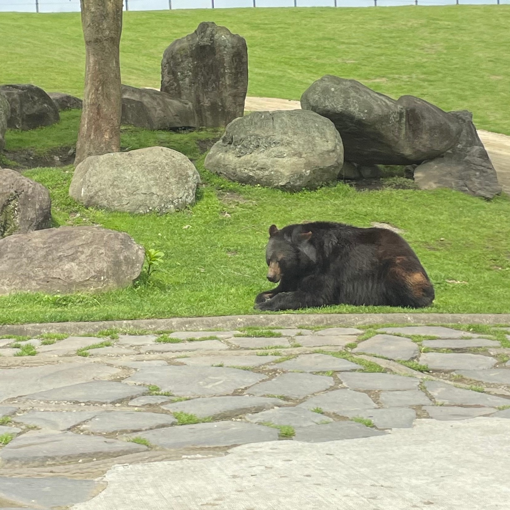 【大分】動物たちに急接近！アフリカンサファリに行ってみた！