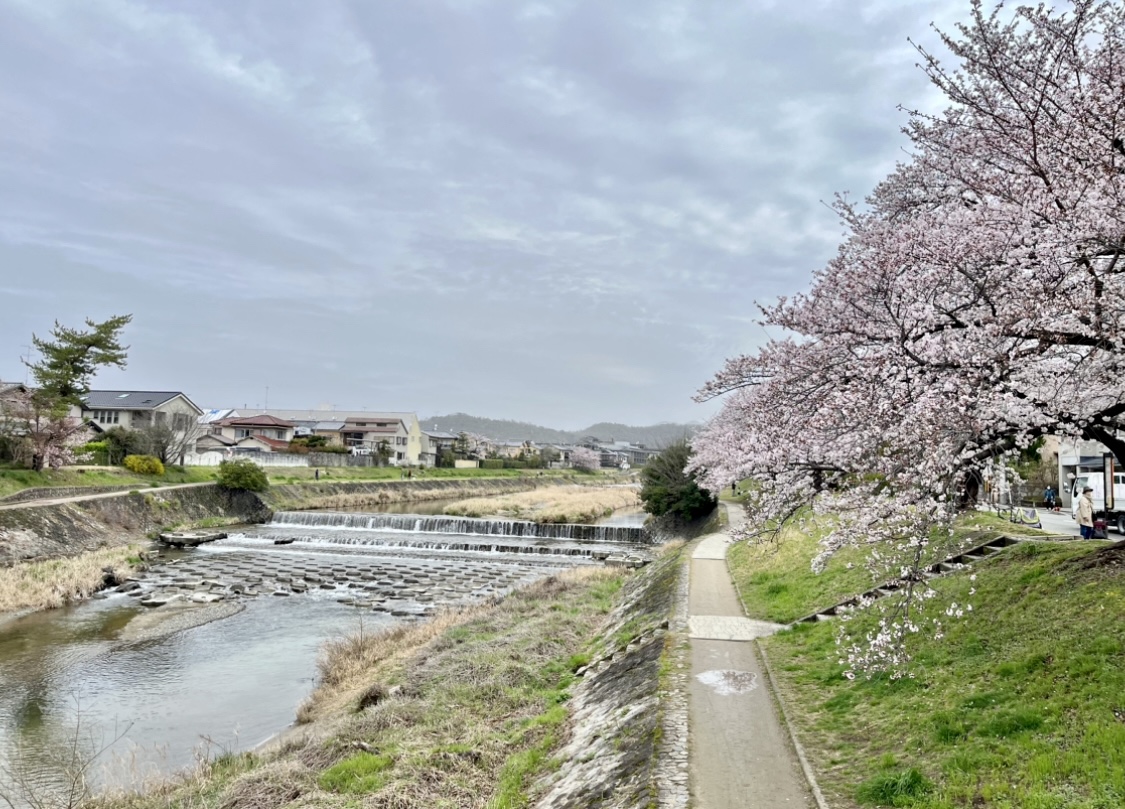 京都で春を体感♡ #私の町の桜スポットの画像_7