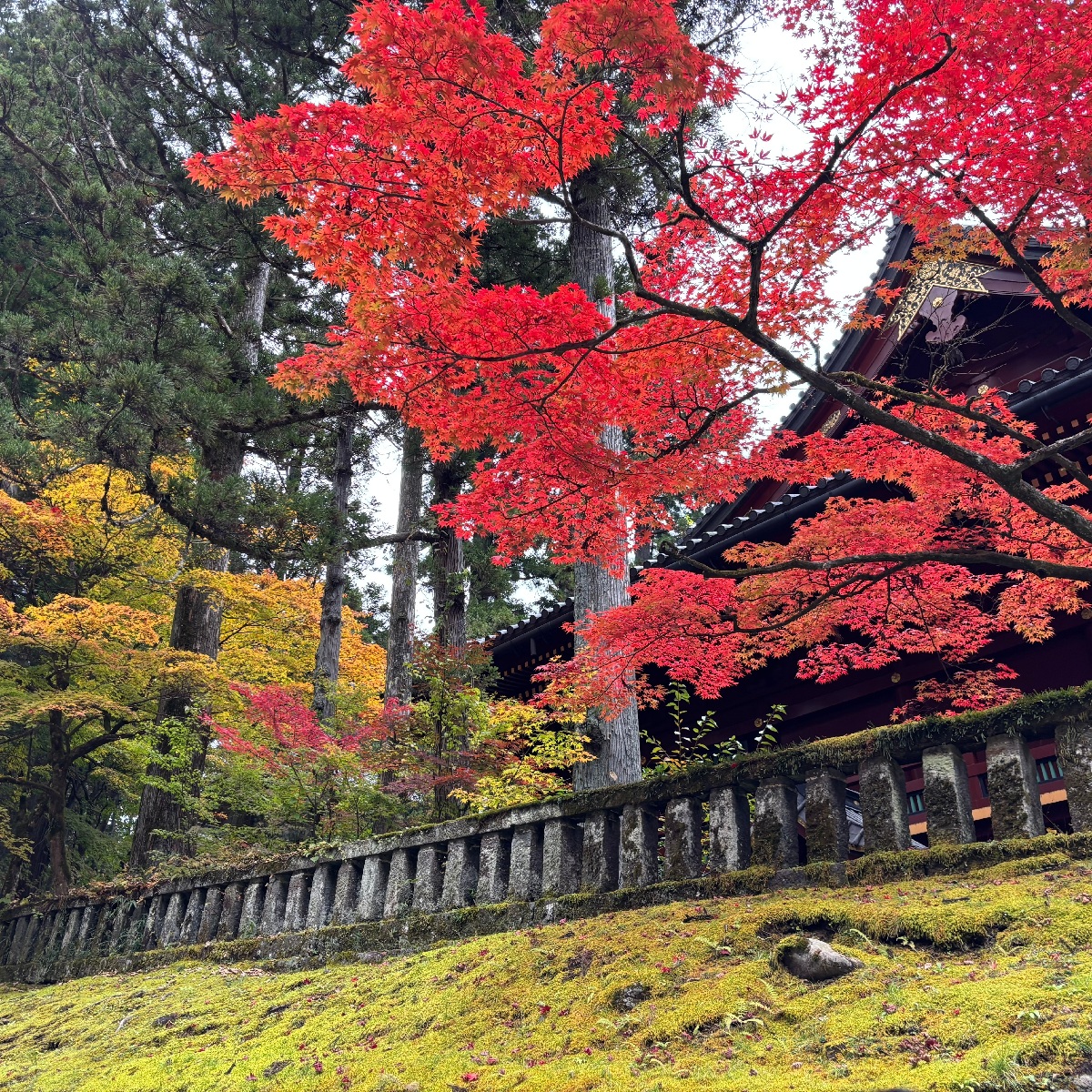 【栃木】紅葉ベストシーズン楽しむならココ🍁栃木・日光エリアのおすすめ1dayプラン