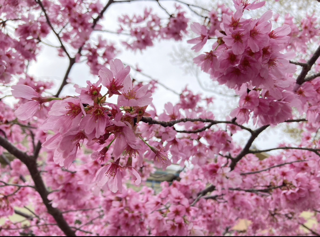 京都で春を体感♡ #私の町の桜スポットの画像_5