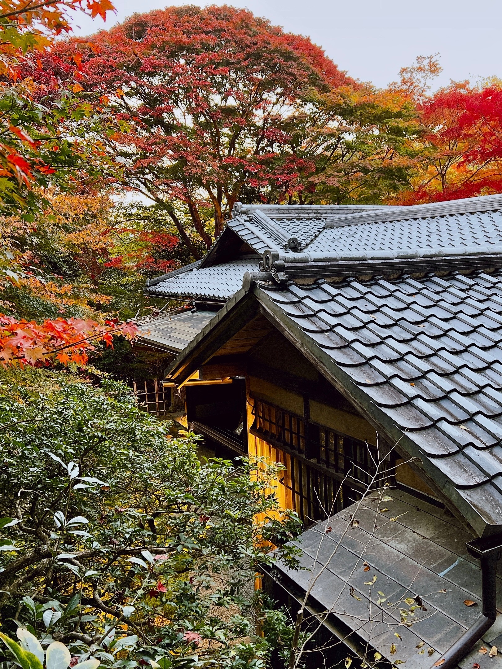 クリックでトリミング 瑠璃光院内から見る紅葉3