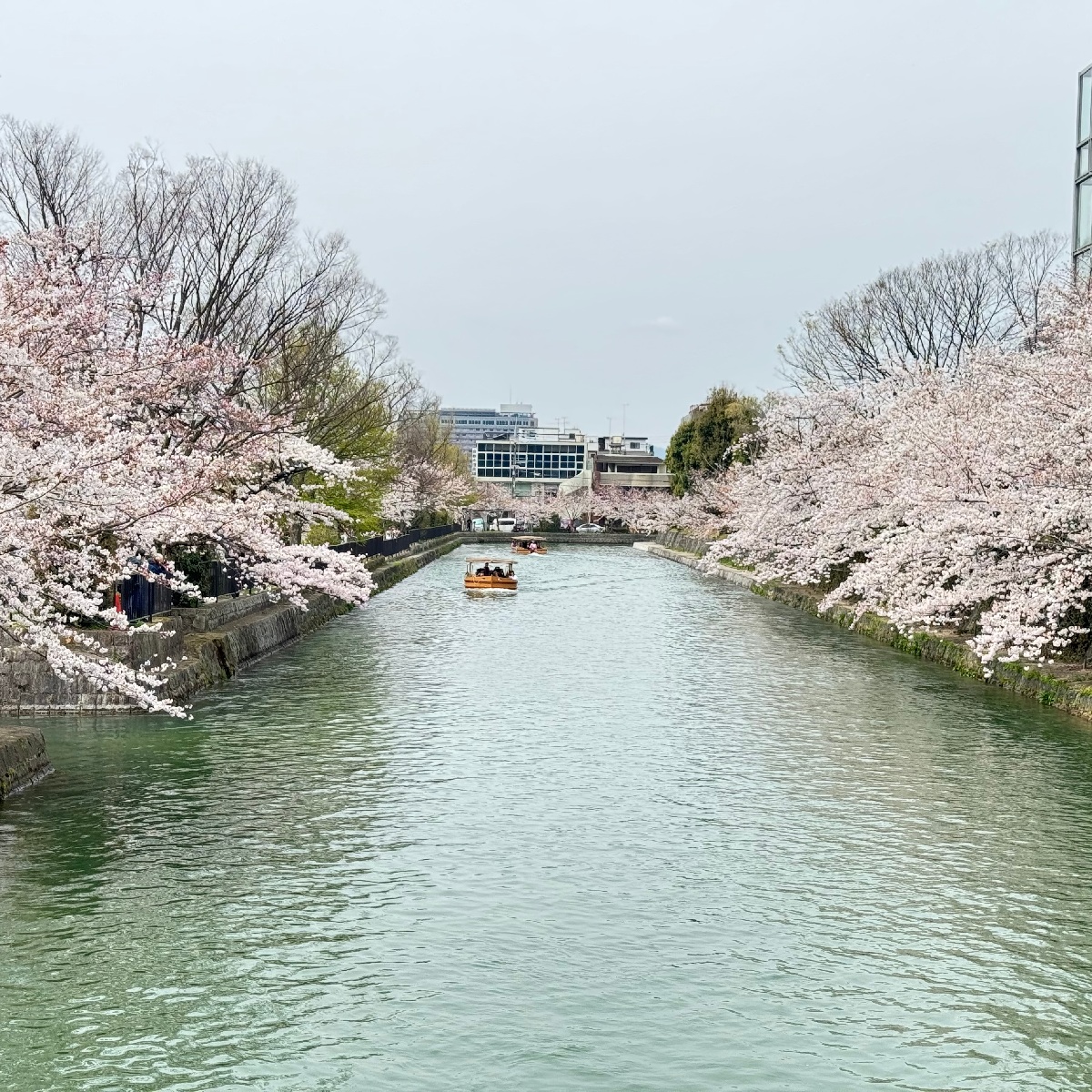 【京都】おすすめの桜スポットと開花情報まとめサイトを紹介