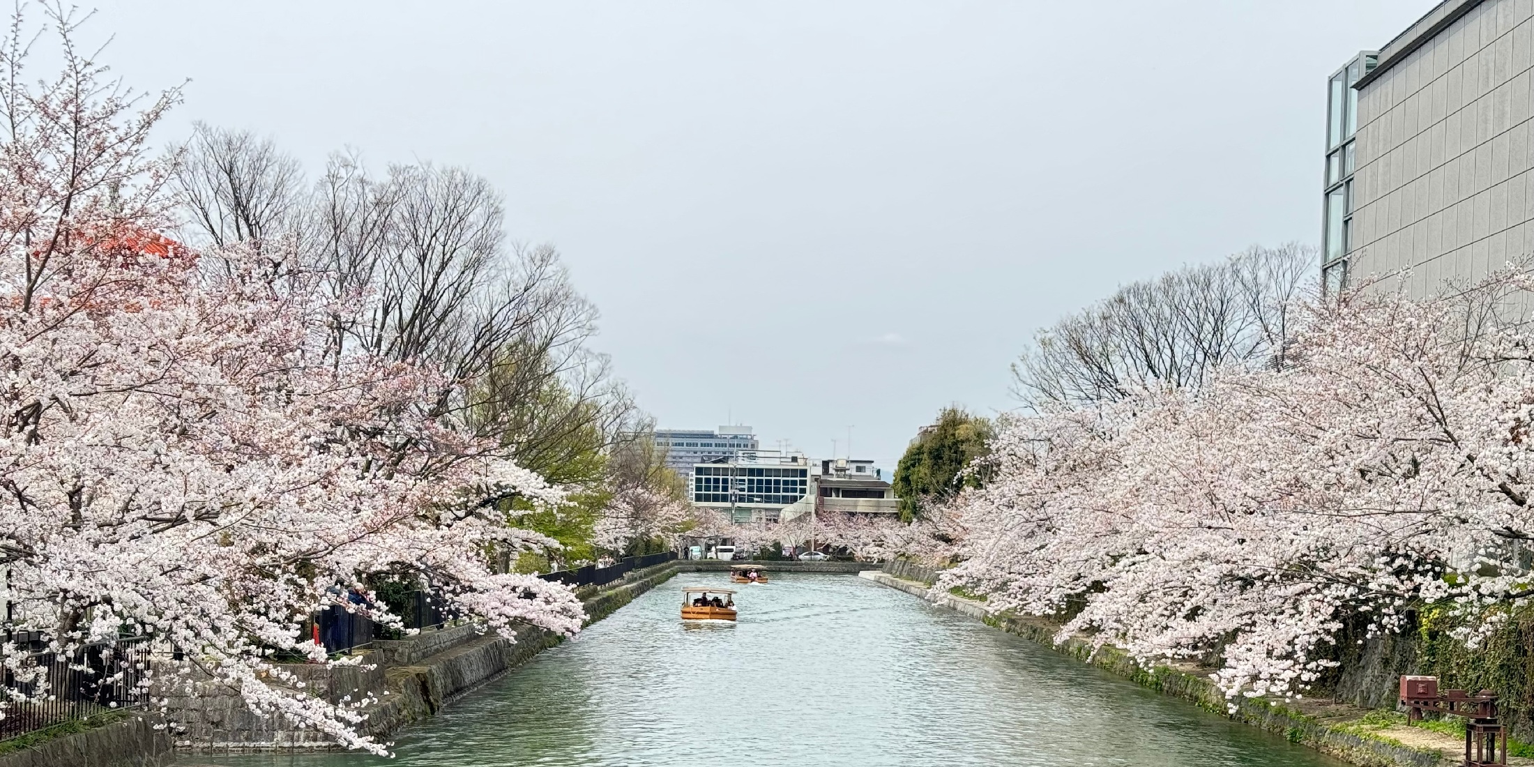 【京都】おすすめの桜スポットと開花情報まとめサイトを紹介