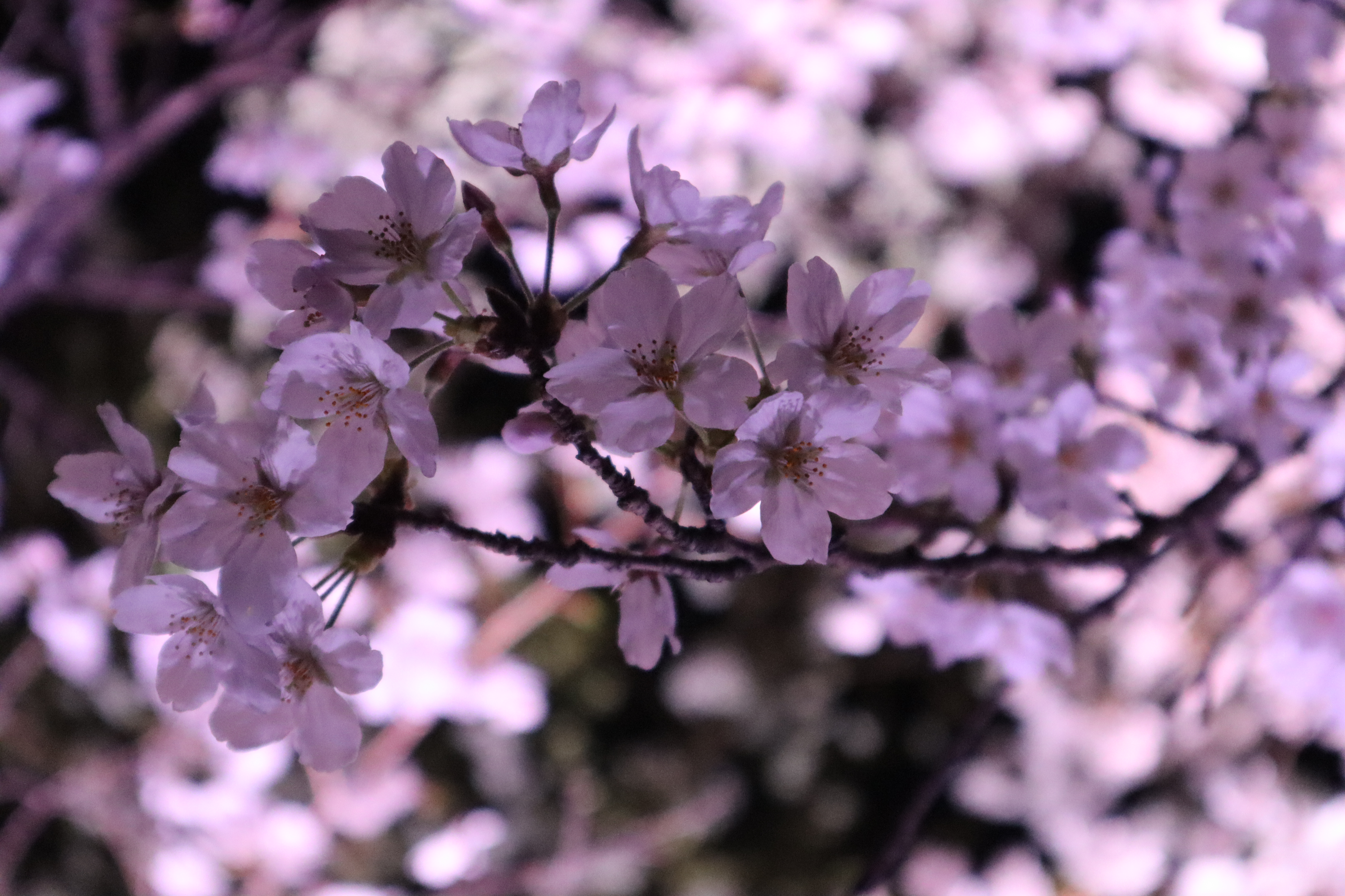 【お花見シーズン】オススメの桜スポットをの画像_3