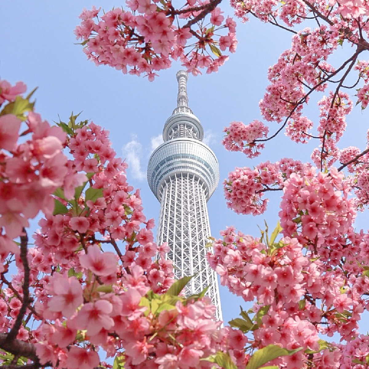 【東京】おすすめ桜お花見スポット5選