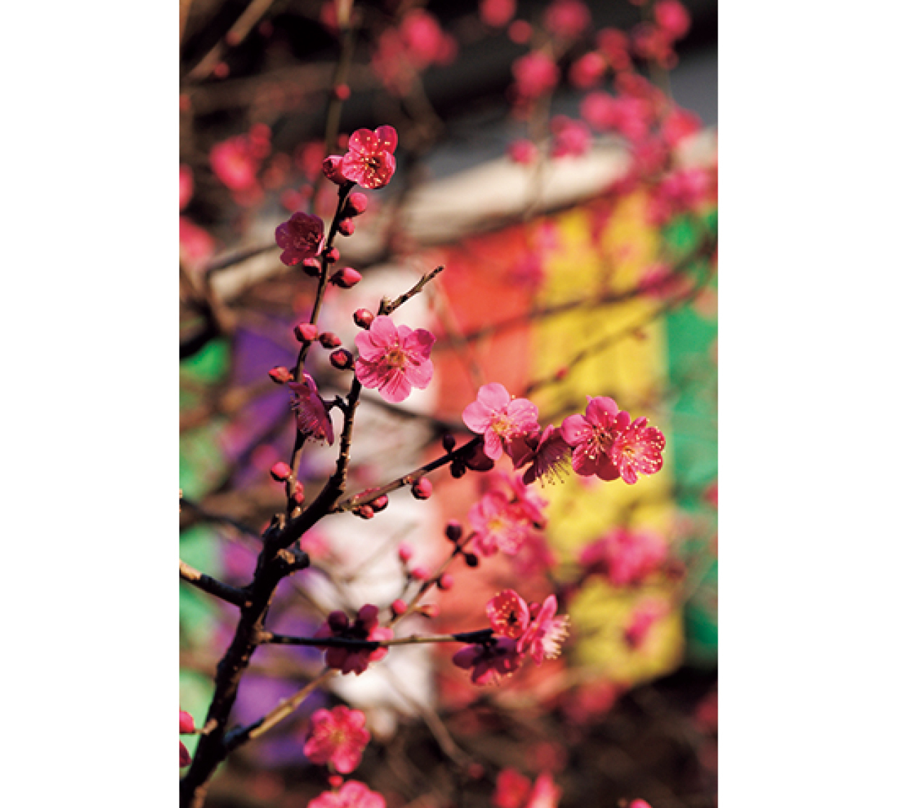 西新井大師 梅の花