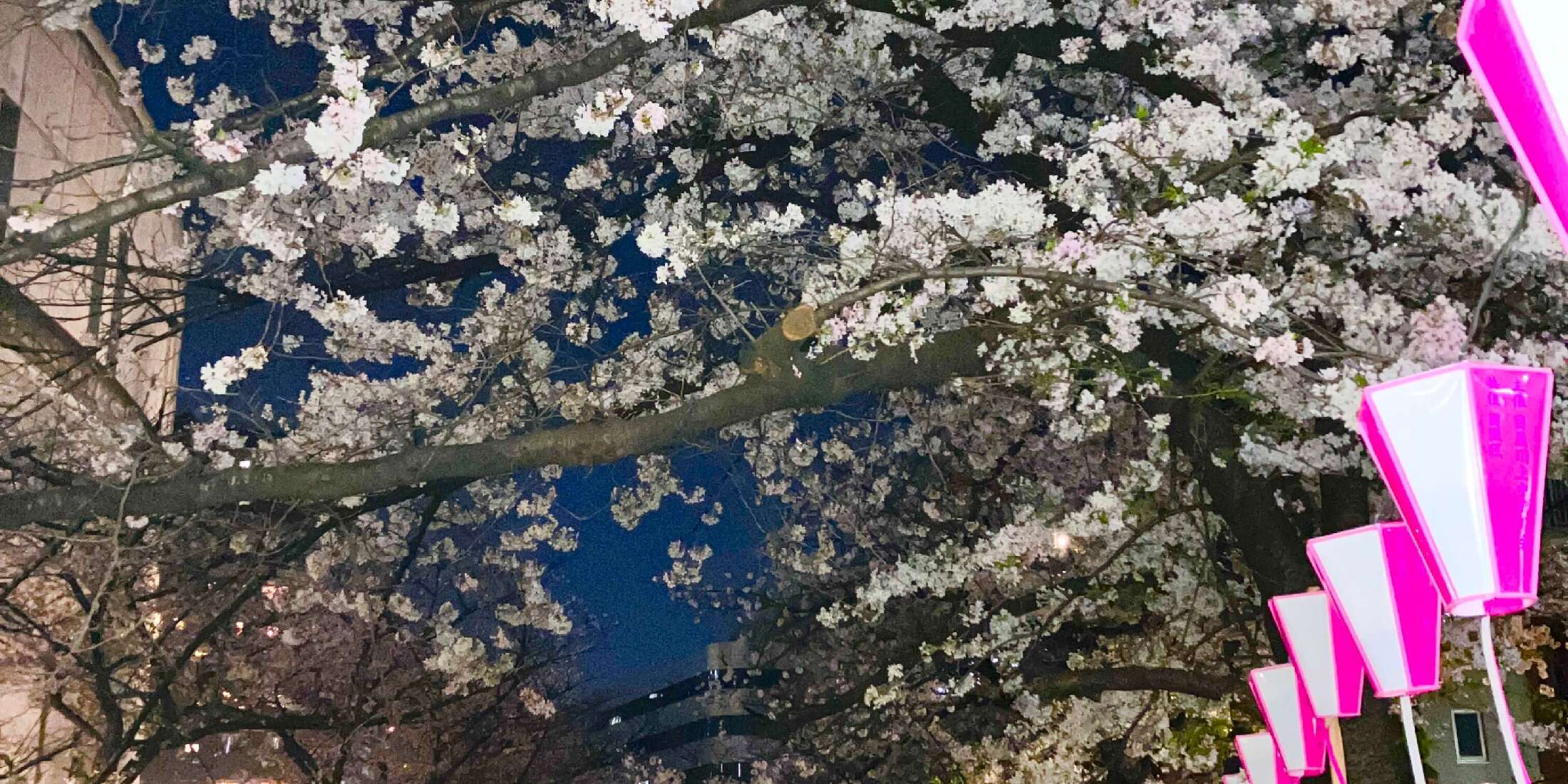 目黒川お花見～池尻大橋デートコース♡　＃私の町の桜スポット