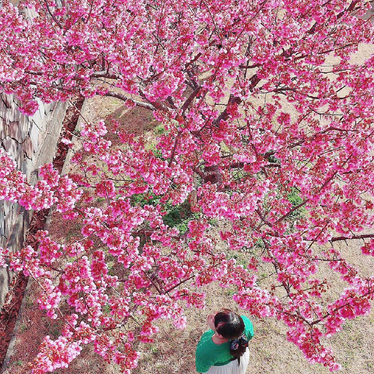 【静岡観光】日本で最も早咲きの土肥桜を見に行こう！