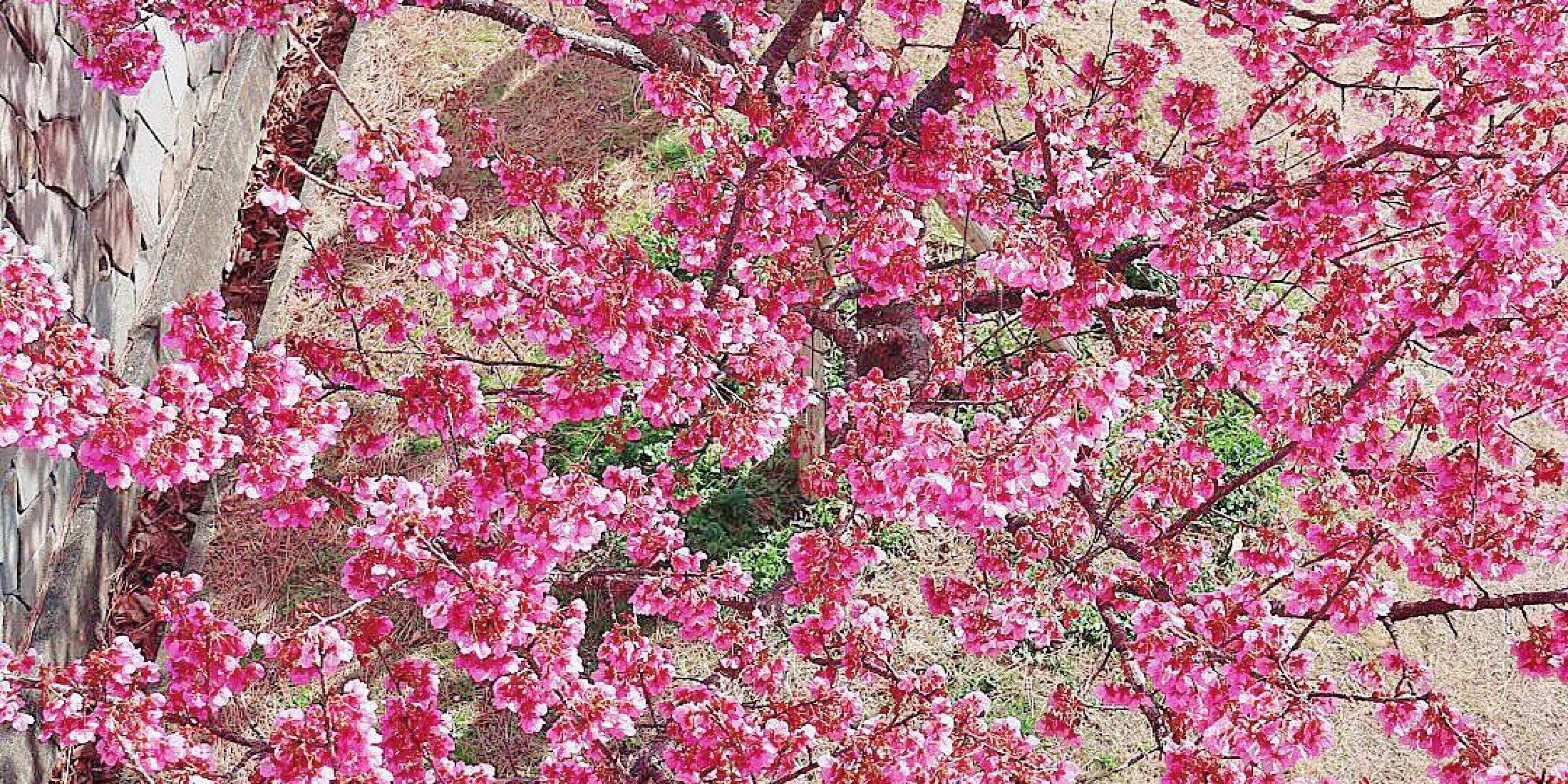 【静岡観光】日本で最も早咲きの土肥桜を見に行こう！