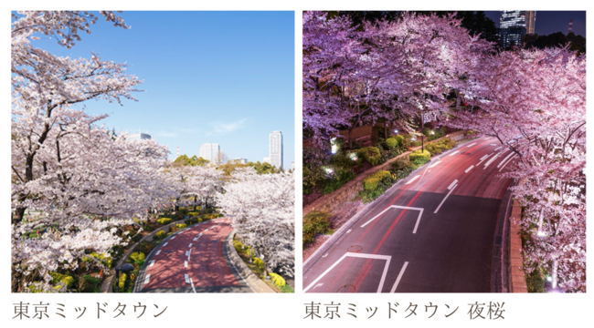 「アフタヌーンティーバスツアー」春限定桜、新宿ツアーで通過する『東京ミッドタウン』の桜のイメージ